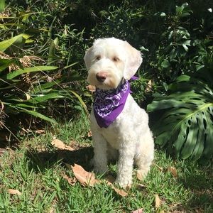 Meet your Posher, Tara